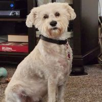 Putnam North Animal Hospital ico