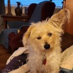 Hefner Road Animal Hospital