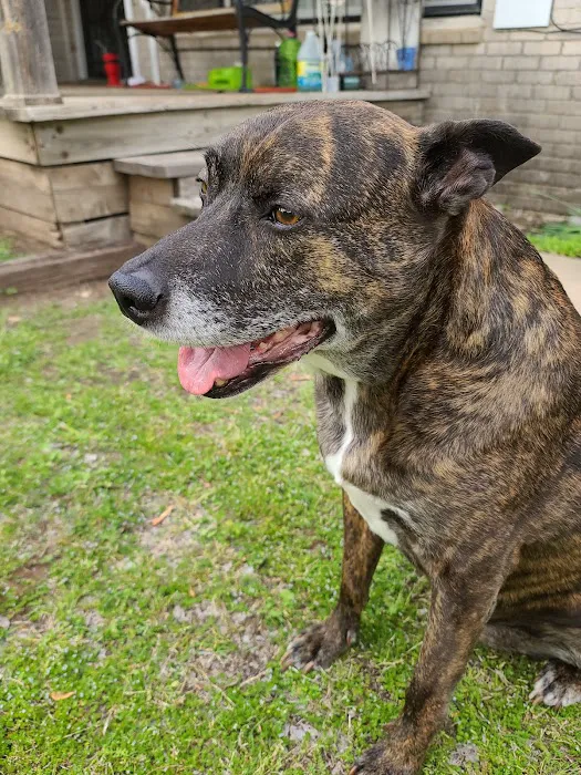 Rockwell Pet Clinic Picture 8