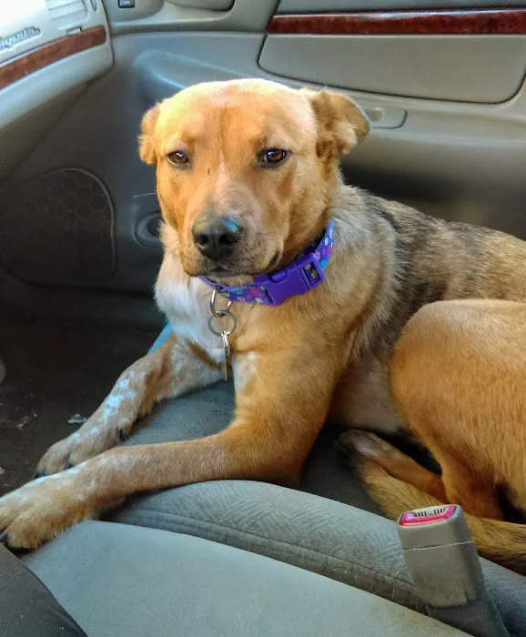 Rockwell Pet Clinic Picture 5