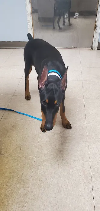 Rockwell Pet Clinic Picture 4