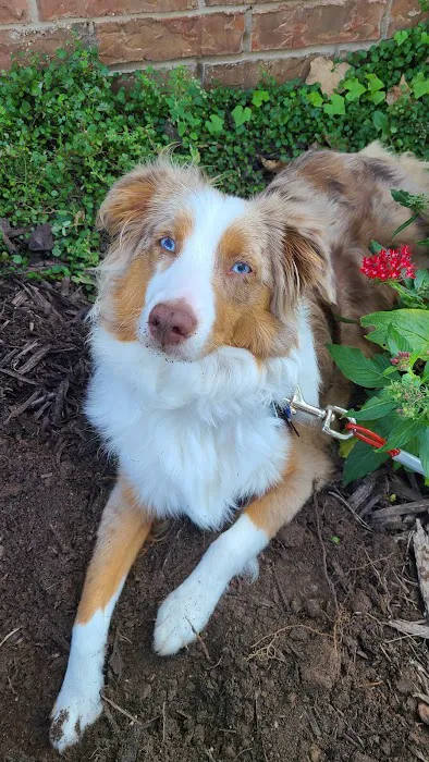 Harvest Hills Veterinary Hospital Picture 4