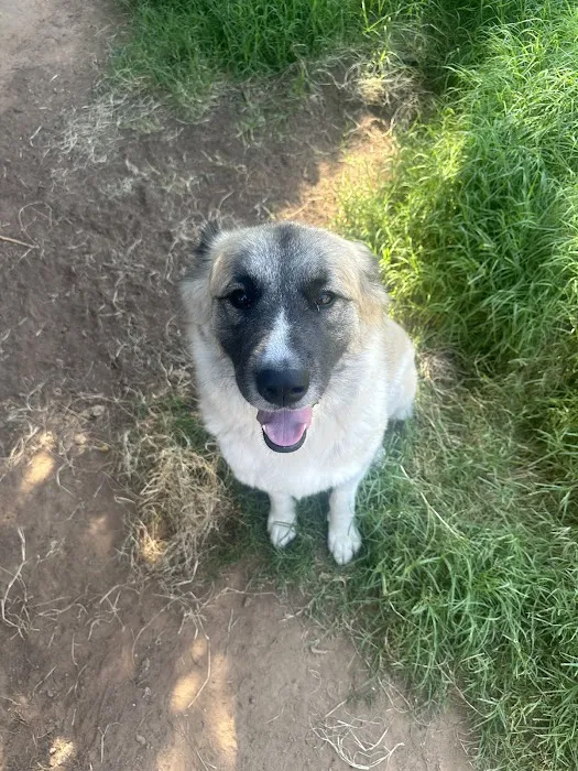 Peppertree Vet Clinic Picture 3