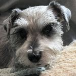 Neel Veterinary Hospital