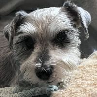 Neel Veterinary Hospital ico