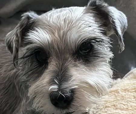 Neel Veterinary Hospital