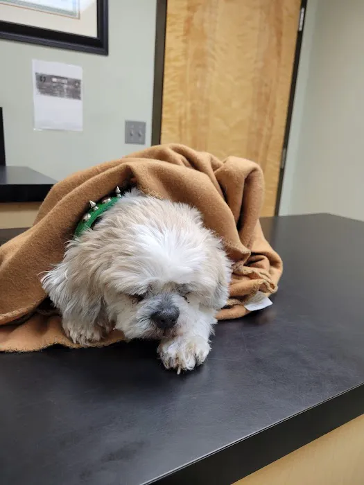 Neel Veterinary Hospital Picture 2