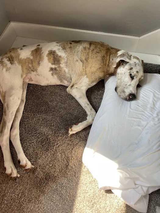 Neel Veterinary Hospital Picture 6