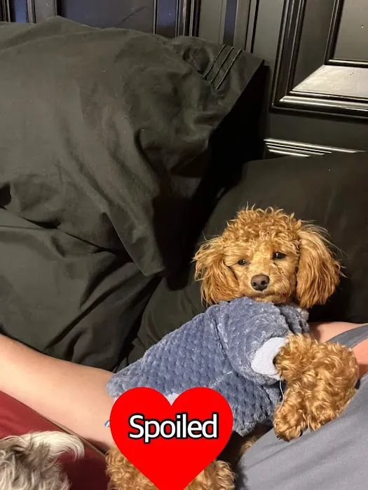 Neel Veterinary Hospital Picture 5