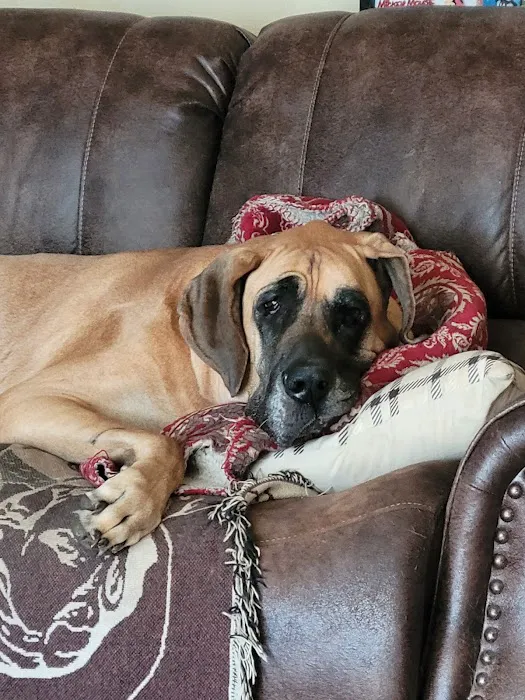 Neel Veterinary Hospital Picture 4