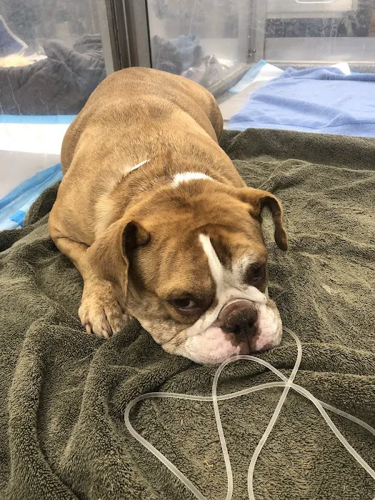 Neel Veterinary Hospital Picture 7