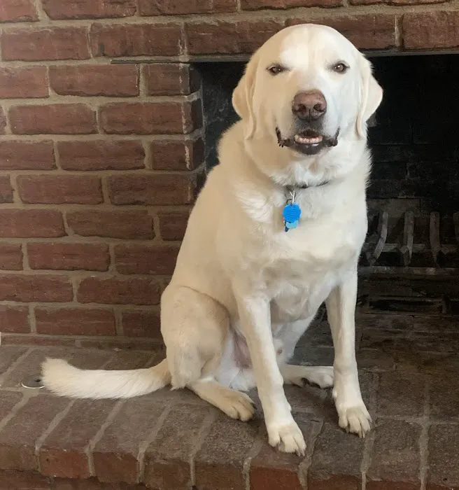 Neel Veterinary Hospital Picture 8