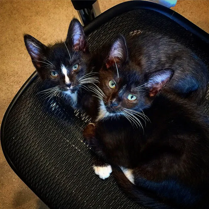 Agape Pet Clinic Picture 3