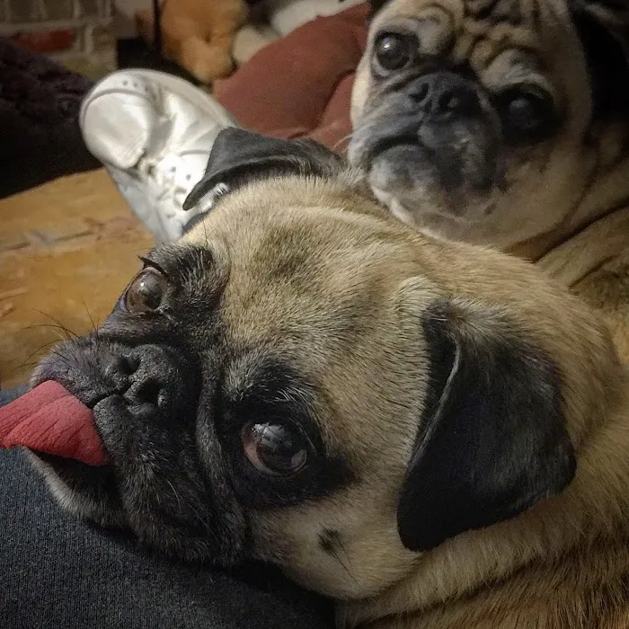 Agape Pet Clinic Picture 4