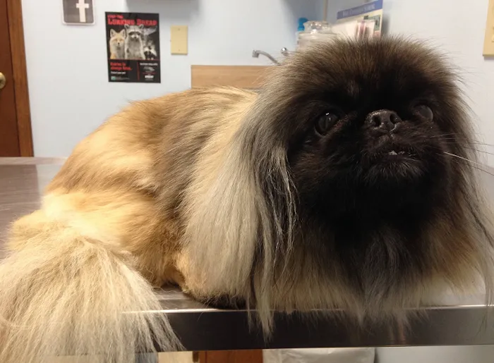 Agape Pet Clinic Picture 7