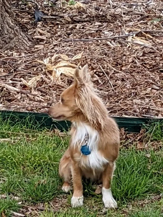 Dr. Craig Thomas DVM Picture 1