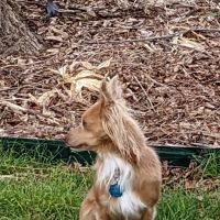 Dr. Craig Thomas DVM ico