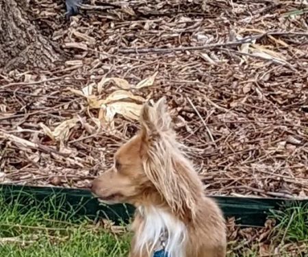 Dr. Craig Thomas DVM