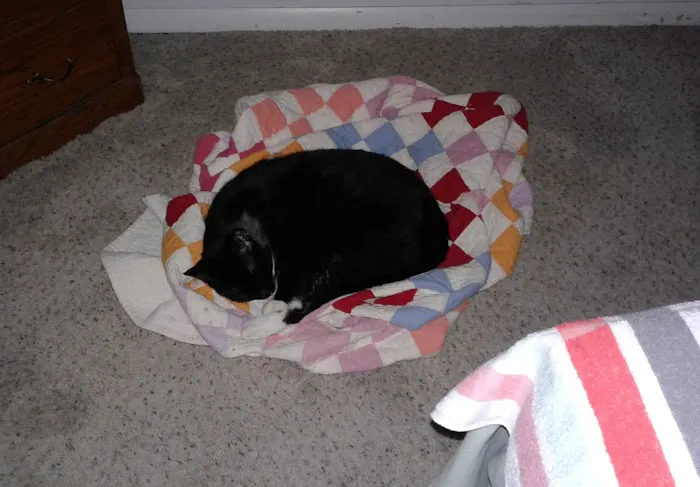 Dr. Craig Thomas DVM Picture 2