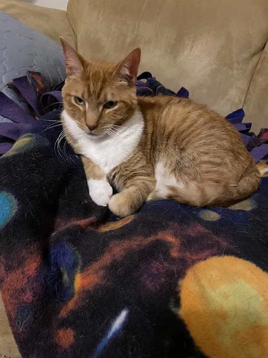 Dr. Craig Thomas DVM Picture 3