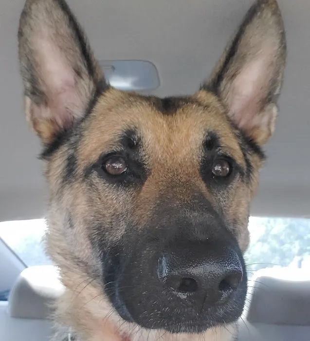 Dr. Craig Thomas DVM Picture 8