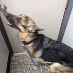 Council Veterinary Hospital