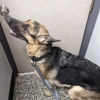 Council Veterinary Hospital ico