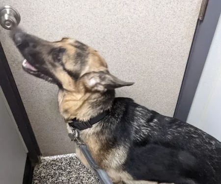 Council Veterinary Hospital