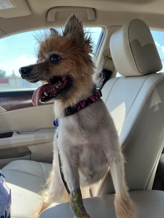 Council Veterinary Hospital Picture 3