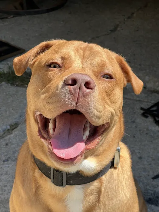 Council Veterinary Hospital Picture 6