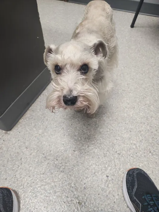 Council Veterinary Hospital Picture 7