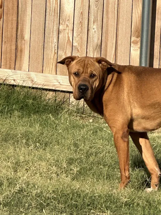 Council Veterinary Hospital Picture 8