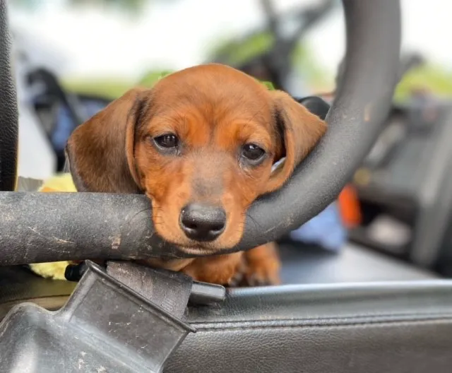 Cherokee Hills Veterinary Hospital Picture 5