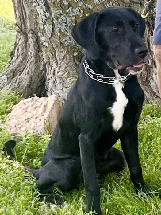 Woodlake Animal Hospital Picture 2