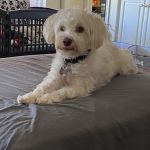 Woodlake Animal Hospital