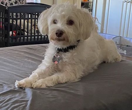 Woodlake Animal Hospital