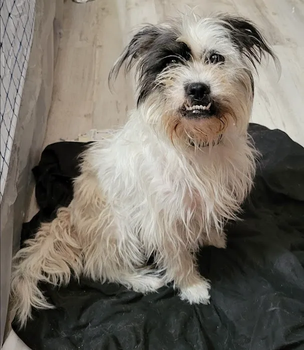 Woodlake Animal Hospital Picture 7