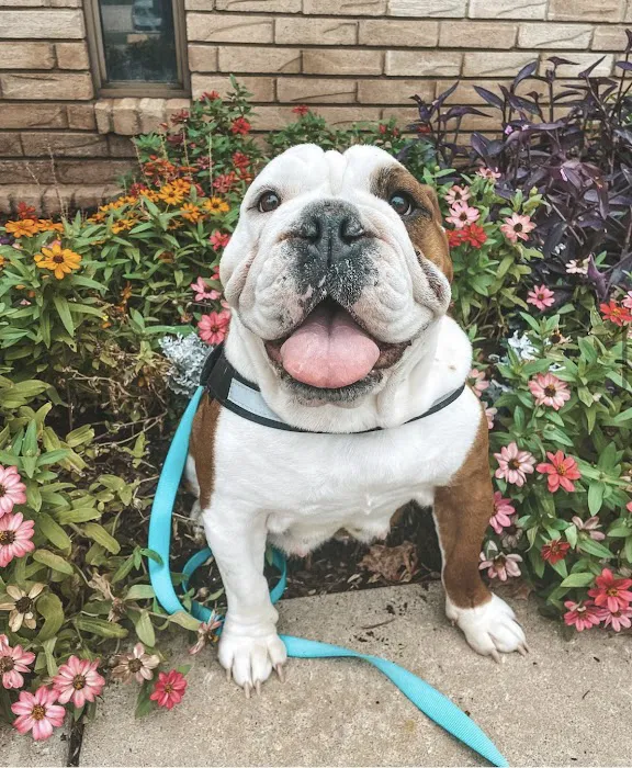 Woodlake Animal Hospital Picture 9