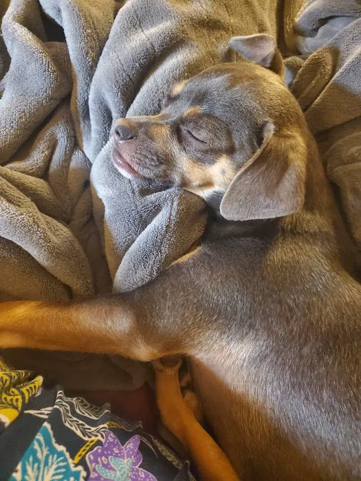 Piedmont Veterinary Clinic Picture 2