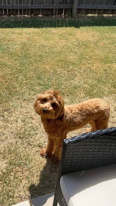 Piedmont Veterinary Clinic Picture 5