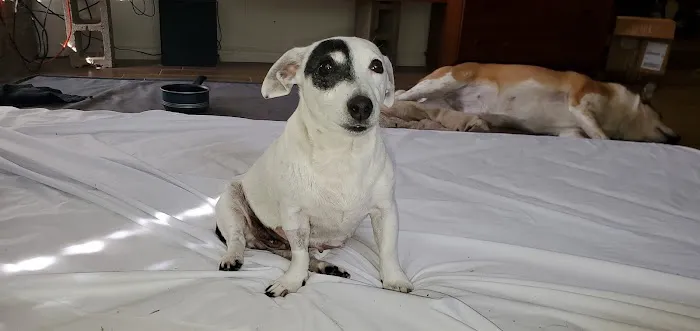 Piedmont Veterinary Clinic Picture 9