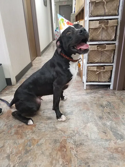 Piedmont Veterinary Clinic Picture 8