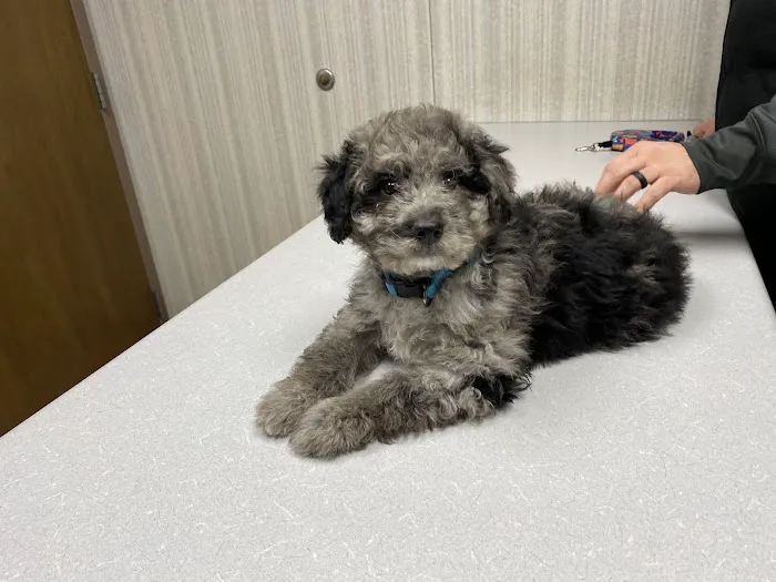 Piedmont Veterinary Clinic Picture 10