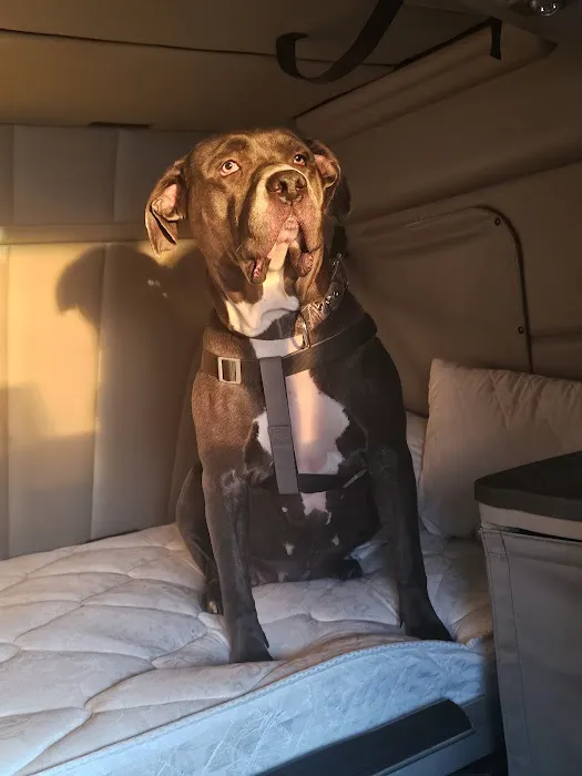 4V Animal Clinic Picture 6