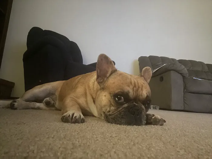 4V Animal Clinic Picture 3