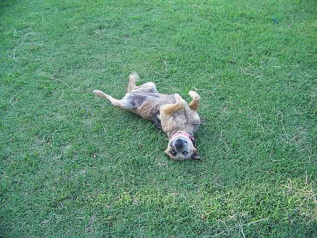 4V Animal Clinic Picture 7