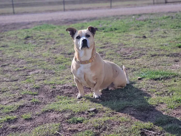 4V Animal Clinic Picture 8