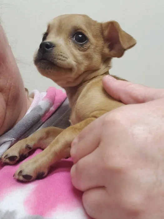 Canadian Valley Animal Clinic Picture 3