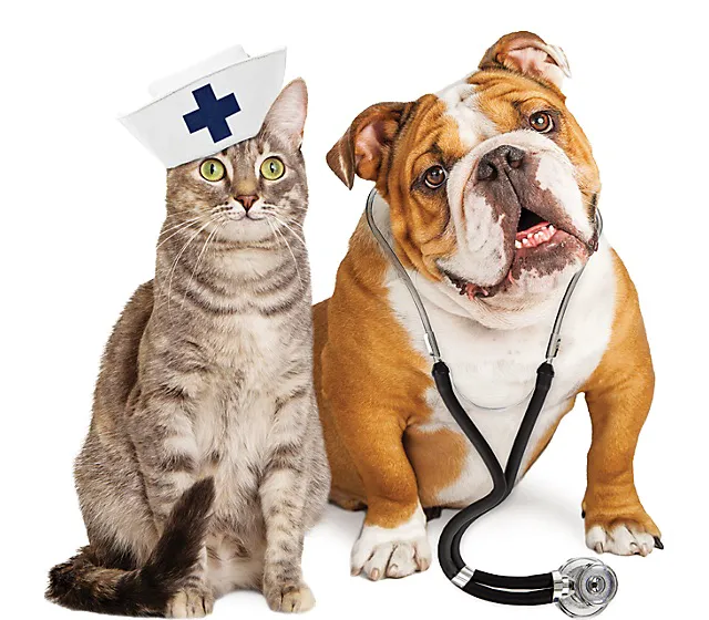 League Mobile Veterinary Picture 3