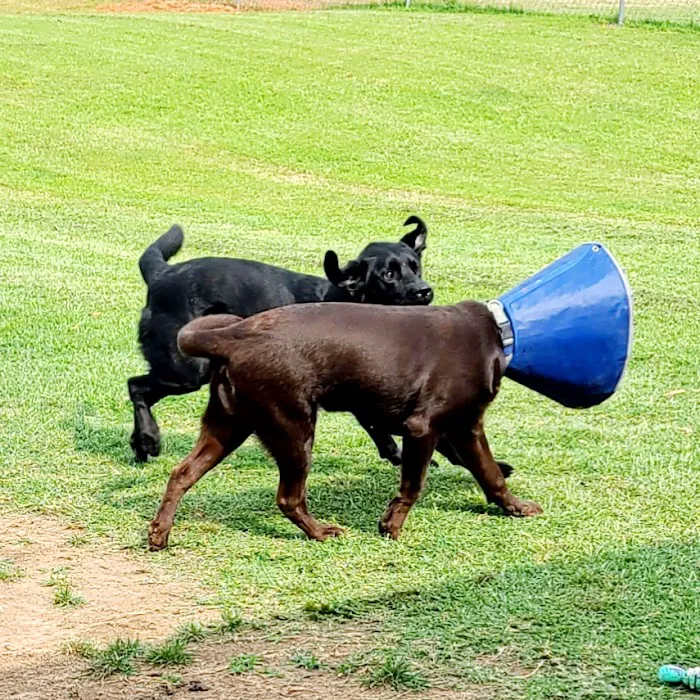 Bayliff Veterinary Services Picture 1